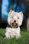 DOG 02 CB0119 01
Portrait Of West Highland Terrier Standing On Grass