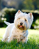 DOG 02 CB0120 01
Portrait Of West Highland Terrier Standing On Grass