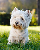DOG 02 CB0121 01
Portrait Of West Highland Terrier Sitting On Grass