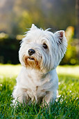 DOG 02 CB0122 01
Portrait Of West Highland Terrier Sitting On Grass