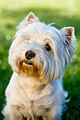 DOG 02 CB0123 01
Close-Up Of West Highland Terrier Sitting On Grass