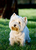 DOG 02 CB0124 01
Portrait Of West Highland Terrier Standing On Grass