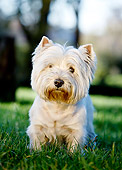 DOG 02 CB0125 01
Portrait Of West Highland Terrier Standing On Grass