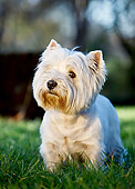 DOG 02 CB0126 01
Portrait Of West Highland Terrier Standing On Grass