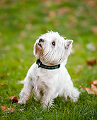 DOG 02 CB0127 01
West Highland Terrier Sitting On Grass And Looking Up
