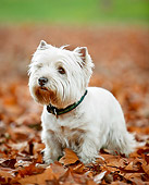 DOG 02 CB0128 01
West Highland Terrier Sitting On Autumn Leaves