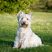 DOG 02 CB0129 01
West Highland Terrier Sitting On Grass
