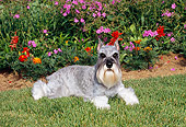 DOG 02 CE0148 01
Miniature Schnauzer Laying In Grass By Flowers