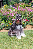 DOG 02 CE0149 01
Miniature Schnauzer Sitting In Grass By Flowers
