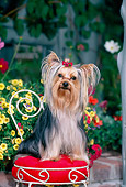 DOG 02 CE0150 01
Yorkshire Terrier Sitting On Chair In Garden
