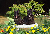 DOG 02 CE0151 01
Black Scottish Terriers Sitting On Bench In Garden