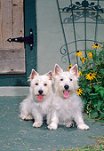 DOG 02 CE0155 01
West Highland Terriers Sitting In Front Of House