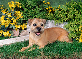 DOG 02 FA0056 01
Border Terrier Laying On Grass By Yellow Flowers
