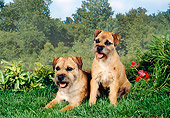 DOG 02 FA0057 01
Border Terriers Laying And Sitting On Grass
