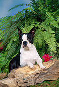 DOG 02 FA0058 01
Boston Terrier Leaning On Log By Fern
