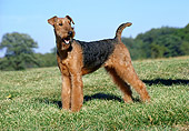 DOG 02 FA0059 01
Airedale Terrier Standing On Grass.