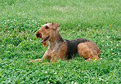 DOG 02 FA0060 01
Airedale Terrier Sitting In Grass