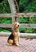 DOG 02 FA0061 01
Airedale Terrier Sitting On Bridge