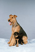 DOG 02 FA0062 01
Airedale Terrier With Puppy Sitting In Studio