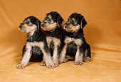 DOG 02 FA0065 01
Three Airedale Terrier Puppies Sitting In Studio