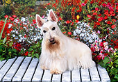 DOG 02 FA0067 01
Tan Scottish Terrier Sitting On Bench By Flowers.