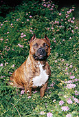 DOG 02 FA0068 01
American Staffordshire Terrier Sitting In Ferns And Pink Flowers