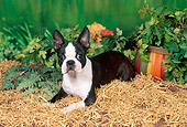 DOG 02 FA0069 01
Boston Terrier Laying In Hay By Potted Plants