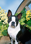 DOG 02 FA0072 01
Portrait Of Boston Terrier Sitting By Daisies