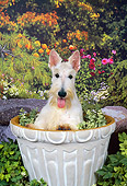 DOG 02 FA0073 01
Scottish Terrier Sitting In Flower Pot In Garden