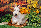 DOG 02 FA0074 01
Scottish Terrier Sitting In Basket In Garden