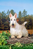 DOG 02 FA0075 01
Scottish Terrier Standing On Log In Field