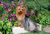 DOG 02 FA0079 01
Yorkshire Terrier Sitting On Wood Block In Garden
