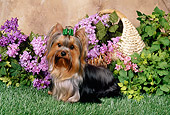 DOG 02 FA0080 01
Yorkshire Terrier Sitting On Grass In Garden