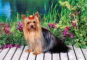 DOG 02 FA0081 01
Yorkshire Terrier Sitting On Wooden Deck By Pond And Pink Flowers