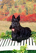 DOG 02 FA0083 01
Scottish Terrier Standing On Wooden Deck By Field