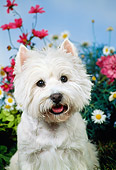 DOG 02 FA0085 01
Head Shot Of West Highland Terrier In Garden