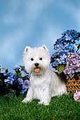 DOG 02 FA0087 01
West Highland Terrier Sitting On Grass In Garden
