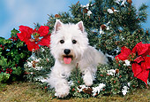 DOG 02 FA0090 01
West Highland Terrier Laying In Christmas Wreath And Holly