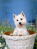 DOG 02 FA0092 01
West Highland Terrier Sitting In Flower Pot By Pond