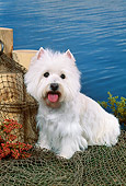 DOG 02 FA0093 01
West Highland Terrier Sitting On Fishing Net By Water