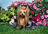DOG 02 FA0097 01
Yorkshire Terrier Sitting On Grass By Pink Flowers
