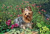 DOG 02 FA0098 01
Yorkshire Terrier Sitting In Garden