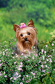 DOG 02 FA0099 01
Yorkshire Terrier Sitting In Garden
