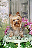 DOG 02 FA0102 01
Yorkshire Terrier Sitting On Stool In Garden