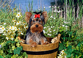DOG 02 FA0104 01
Yorkshire Terrier Sitting In Wooden Bucket By Pond