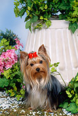 DOG 02 FA0105 01
Yorkshire Terrier Sitting In Garden