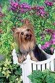 DOG 02 FA0106 01
Yorkshire Terrier Leaning On Picket Fence In Garden