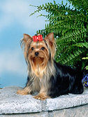 DOG 02 FA0110 01
Yorkshire Terrier Sitting On Stone Wall By Fern