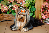 DOG 02 FA0111 01
Yorkshire Terrier Laying On Tile By Pink Flowers