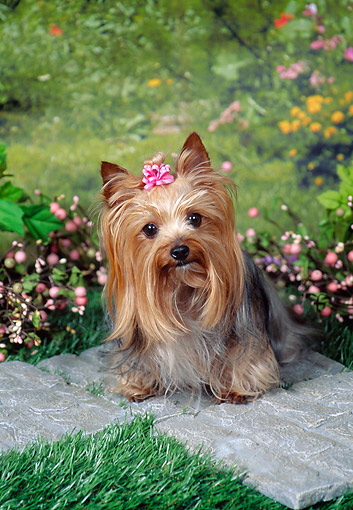DOG 02 FA0115 01
Yorkshire Terrier Sitting In Garden
